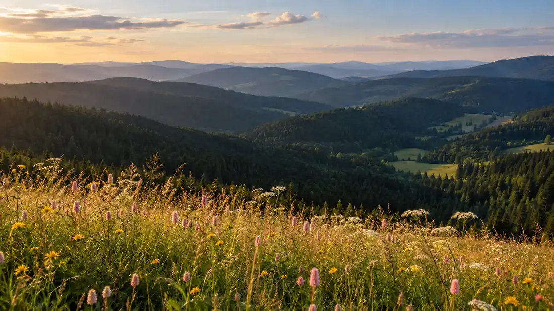 Rozkvetlá horská louka nad zalesněnými hřbety Šumavy ve večerním světle