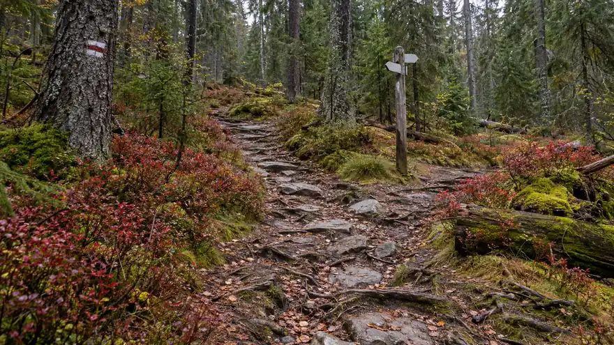 Úzká značená pěšina v horském smrkovém lese s turistickou značkou na kmeni a dřevěným rozcestníkem