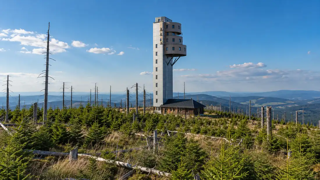Hranatá věž rozhledny Poledník se třemi půlkruhovými patry nad suchými kmeny a mladými smrky