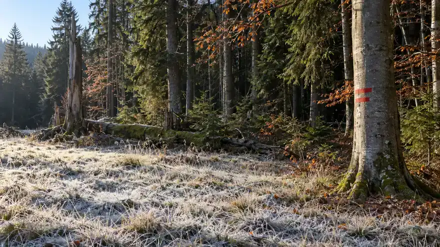 Okraj pralesovité rezervace nad zjinovatělou loukou, na bukovém kmeni dva úzké červené pruhy