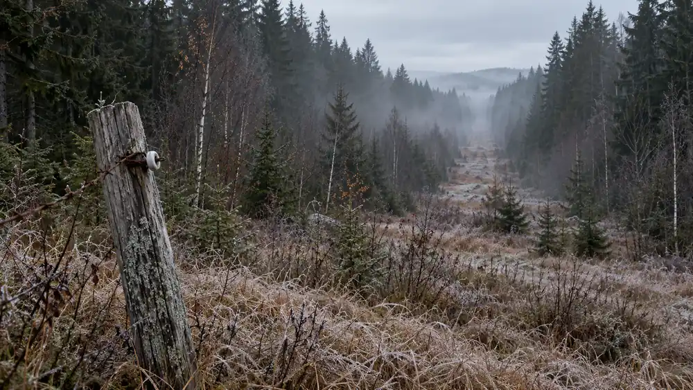 Rovný průsek smrkovým lesem zarůstající břízami a mladými smrky, v popředí zvětralý dřevěný kůl s ostnatým drátem a keramickým izolátorem, jinovatka a mlha